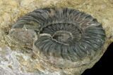 Ammonite (Aegasteroceras) Fossil - England #171247-3